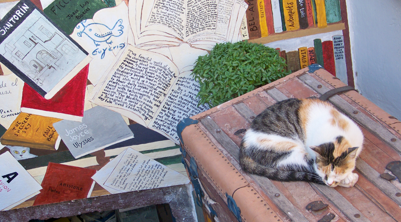Nella foto si vede un gatto addormentato su una panca. Dietro si vede un murales a tema libri. L'atmosfera è estiva e rilassata.